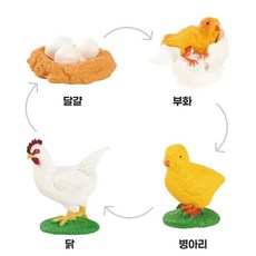 유치원 동물의성장 관찰 활동수업 닭의 성장과정 4단계 피규어 돌봄교실 과학교구 창의력