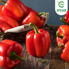 [온도씨]가락시장 당일경매 홍피망 500g, 옵션선택, 1개