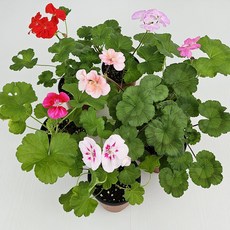 아비가든 제라늄 소품 1+1 받침포함 사계절꽃 페라고늄, 2개, 혼합색