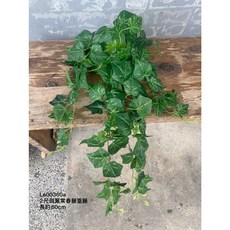 垂藤 樹藤 常春藤 金錢葉 尤加利 彩葉芋, 1個, 斑葉常春藤