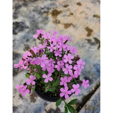 [지인야생화] 넝쿨장구채-줄기장구채(소품), 1개