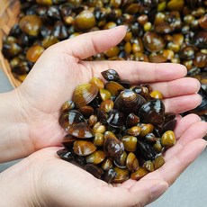 생재첩 1kg, 단품