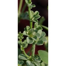 花痴植人 沙漠三葉草 阿拉伯百脈根 Lotus garcinii, 1個, 五粒種子