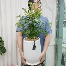 개업화분 향기가 솔솔 오렌지자스민 대형 50cm - 개업 꽃배달 집들이선물 이사 축하화환, 1개, 오렌지자스민 택배배송