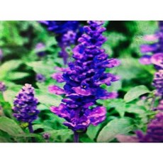 NEW DIRECTIONS 花水分裝罐, 1個, 茶樹花水250ml-分裝罐