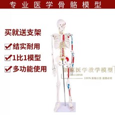 뼈모형 골격 유연함 교육 시뮬레이션 골반 사람 신체, B. 85cm 컬러 스켈레톤