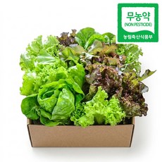 자연한입 무농약 유러피안 쌈채소 샐러드, 2kg, 1개