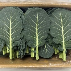 [신선보장]농진사 케일 쌈케일 국내산 특품 쌈채소, 1개, 2kg