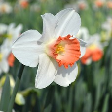 수선화(narcissus)구근 핑크 참, 2개