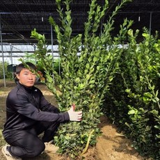 사철나무 묘목 울타리수 푸른나무 수고1.0m전후 0.8-0.95m, 사철나무 모종(H0.8-0.95m)