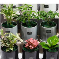 가꾸지오 공기정화식물 심플원형화분4p세트, 사각화이트하분4p-내맘대로세트, 1세트