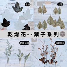 乾燥花葉子系列 / 山葡萄藤 壓花手工DIY材料包, 葉子系列-山葡萄藤短支
