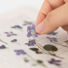 고백편지 압화스티커 제비꽃 편지 연인에게 전하는 사랑 고백 쪽지