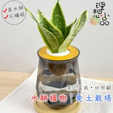理想小品 虎紋虎尾蘭 水耕盆栽, 1個, 透黑色