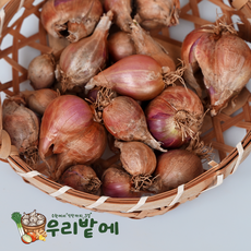 2026년 서산 황토쪽파 종구 농가직송 씨종구 주말농장 텃밭 쪽파씨 특품 쪽파종자 파종용, 1개, 100g