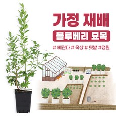 [가정 재배 추천] 깨비농장 블루베리 나무 묘목 재배 키우기, 메가블루, 1개, 메가블루