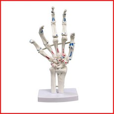 包郵!通用人體醫用手關節腳關節解剖功能模型骨骼結構1:1肌肉起止點人體模型 教学 模型 穴位 關節骨架 模具, 1個, 著色-肌肉起止點-手