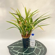 동양란 황룡관 동양난 승진 취임 축하난 스마일화훼유통, 1개