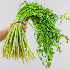 신선한 국산 미나리