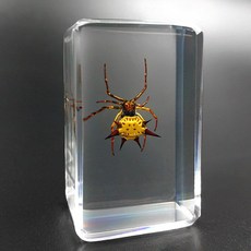 벌레 실험 곤충 호박 딱정벌레 표본 장수풍뎅이 관찰, 6. 뿔 거미, 1개
