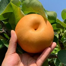 나주 신고 나주배 3kg 외, 01. 가정용 나주배 3kg(4-9과 내외)