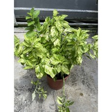 霏霏園藝 變色龍 多年生草本觀賞植物, 1個