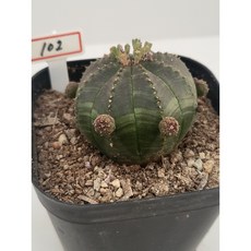 [가람다육] 오베사 실생 선인장, 1개, 오베사102