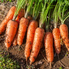 [2주한정특가] 당근축제1위 아삭달큰 제주구좌 흙당근, 1개, 1kg