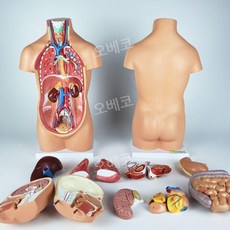 인체골격모형 근육모델 반신 85cm 해부학 장기 드로잉