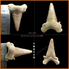 고대 상어 메갈로돈 이빨 화석 실물 표본 전시 수집용 해양 화석, ECS-020(아크릴박스 포함)