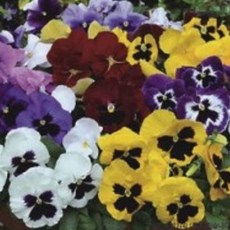 화초씨앗 품종 종자 씨앗 화초 삼색제비꽃 팬지 꽃씨 200립