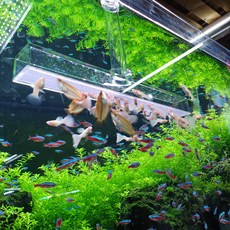 구피먹이 브라인급여기 L사이즈 M사이즈 (안시 코리 새우 구피 브라인쉬림프 급여용), L형(길이45cm-브라인헤더21cm), 1개