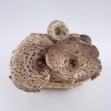 [사계절나물]건능이버섯A급 마른능이버섯 중국산 (티벳), 1개, 100g