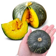 [울팜] 포슬포슬 제주 해남 미니 밤호박 단호박 보우짱 특품 미니호박, 1개, 미니밤호박 2kg