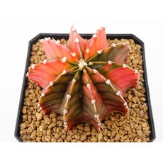 짐노 핑크다이아몬드금 동일품-260206 코덱스 아프리카식물 멸종위기 희귀선인장