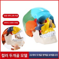 두개골모형 얼굴 해골 뼈 모형, 내추럴 컬러풀 두개골, 1개, 기본 색상