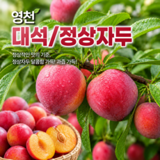 온기마켓 고당도 대석자두 정상자두 꿀자두 당도선별 새콤달콤, 1박스, 개당 30g내외, 중과 1kg