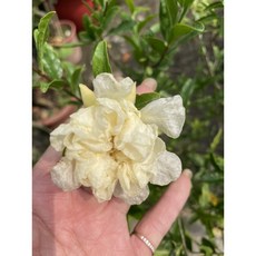 霏霏園藝 大果石榴白果品種盆栽, 1個