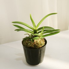 갑조네 풍란 소엽, 2개