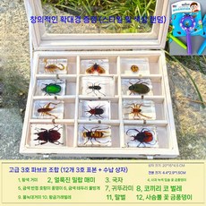 곤충박제 곤충표본키트 쇼케이스 과학 실험실 교육용 학교 생물 투명, B