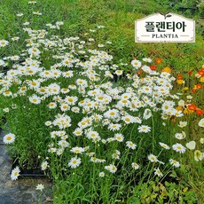 플랜티아 키큰 샤스타 데이지 꽃 모종 노지월동 야생화 다년초 봄꽃 20개