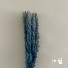 乾燥小蘆葦 乾燥花 永生花 不凋花 居家佈置 拍照道具, 水藍