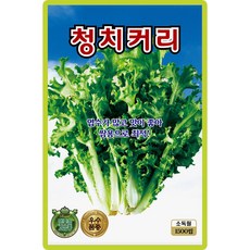 산들마켓 청치커리 씨앗 1500립 엽수가 많고 맛이 좋은 엔다이브 고급 우수품종 종자, 1개