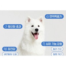 집사사랑 이뮤노 올인원 플렉스60g 건강 종합영양제 초유단백분말함유 유산균 단호맛 치즈맛, 집사사랑 이뮤노 올인원 플렉스60g 건강 종합영양제 초