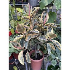 彩虹橡膠樹一呎盆栽特價1200元，室內綠植盆栽，美化環境，淨化空氣, 1個