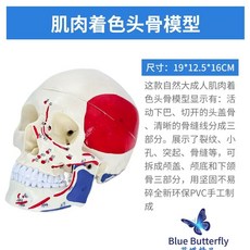 뇌모형 컬러 해부도 모델 병원 과학실 교보재, A. 인간 두개골 골격 모델은 병원 및 학교의, 1개