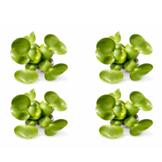 부레옥잠 수생식물 수경재배 수중 수생 어항 연못 대성식물, 4개