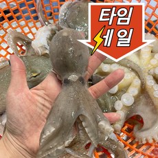 [산지직송] 국내 서해안 자연산 활쭈꾸미, 1kg