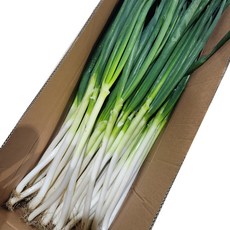 클릭마켓 국내산 대파 진도대파 부산 강원 흙대파 국산, 1개, 1kg