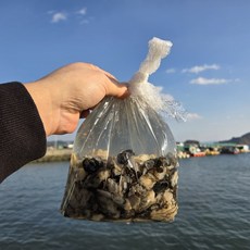 당일조업 통영 최상급 생굴, 1개, 3kg